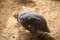 Helmeted Guineafowl or Guineahen running across the veld