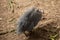 Helmeted Guineafowl or Guineahen running across the veld