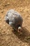Helmeted Guineafowl or Guineahen running across the veld