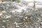 helmeted guineafowl hen with her newborn chicks