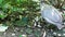 Helmeted guineafowl hen with new born guinea chicks