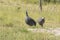Helmeted Guineafowl in long grass