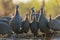 Helmeted Guineafowl in Mashatu game reserve