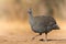 Helmeted Guineafowl in Mashatu game reserve