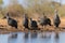 Helmeted Guineafowl in Mashatu game reserve