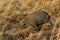 Helmeted Guineafowl - Numida meleagris