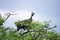 HELMETED GUINEAFOWL numida meleagris, ADULT PERCHED ON TREE, KENYA