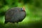 Helmeted guineafowl, Numida meleagris, big grey brd in grass. Guineafowl with red crest on head. Wildlife scene from nature. Bird