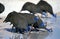 HELMETED GUINEAFOWL numida meleagris, GROUP DRINKING FROM POND, KENYA