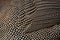 The helmeted guineafowl Numida meleagris Plumage, feathers