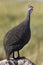 Helmeted Guineafowl - Okavango Delta - Botswana