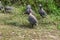 Helmeted guineafowl, tufted guineafowl aka crowned guineafowl