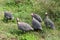 Helmeted guineafowl, tufted guineafowl aka crowned guineafowl