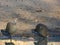 Helmeted guineafowl at a waterhole