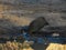 Helmeted guineafowl at a waterhole