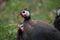 Helmeted guineafowl in the wild