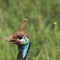 The Helmeted Guineafowl. Wild bird in Africa. Lake Manyara National Park, Tanzania