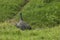 The Helmeted Guineafowl. Wild bird in Africa. Lake Manyara National Park, Tanzania