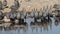 Helmeted guineafowls