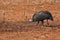 Helmeted Guineafowls