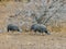 Helmeted guineafowls in Kruger National Park