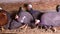 Helmeted guineafowls sit on the roost on the farm