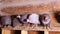 Helmeted guineafowls sitting at the roost