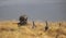 Helmeted Guinefowls fighting in a dry winter grassland overlooking the ocean.