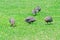 Helmeted Guinesfowl on the grass