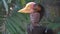 The helmeted hornbill is a very large bird in the hornbill family. It is found on the Malay Peninsula, Sumatra and Borneo. The cas