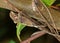 Helmeted Iguana or Casque-headed Lizard