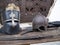 Helmets medieval of knights on a table