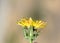 Helminthotheca echioides, bristly oxtongue