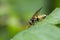 Helmkruidbladwesp, Figwort sawfly, enthredo scrophulariae