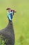 Helmparelhoen, Helmeted Guineafowl, Numida meleagris