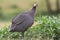 Helmparelhoen, Helmeted Guineafowl, Numida meleagris