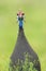 Helmparelhoen, Helmeted Guineafowl, Numida meleagris