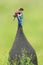 Helmparelhoen, Helmeted Guineafowl, Numida meleagris