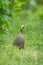 Helmuted Guinea Fowl