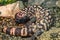 Heloderma suspectum. Gila monster