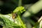 Helophilus insignis  , hoverfly In the morning leaves in the garden