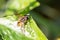 Helophilus insignis  , hoverfly In the morning leaves in the garden