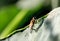 Helophilus insignis  , hoverfly In the morning leaves in the garden