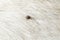 Help clean ticks from dog. Tick-borne diseases. Ixodes ricinus
