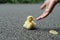 Help duck baby