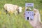 With the help of a smartphone and a sensor on the cow determine how much time the cow lay, chewed, ate and stood. Smart farming.