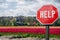 Help stop sign with view of tulips field and windmill in Netherlands