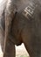 Help Text on Elephant Backside