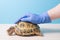 help and treatment of rickets in turtles
