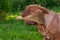 Helping dog running with broom in her mouth